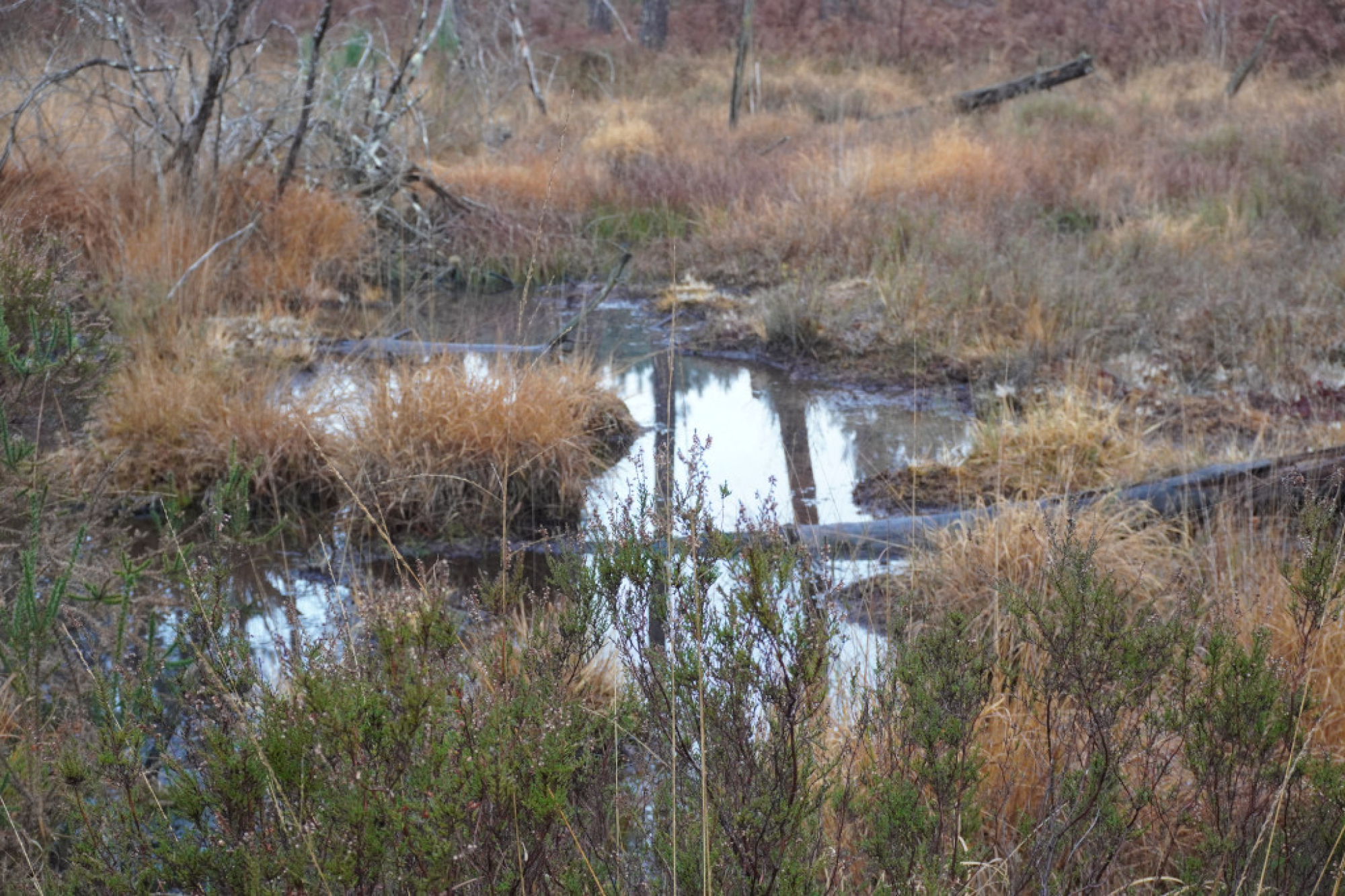 Journée mondiale des Zones Humides