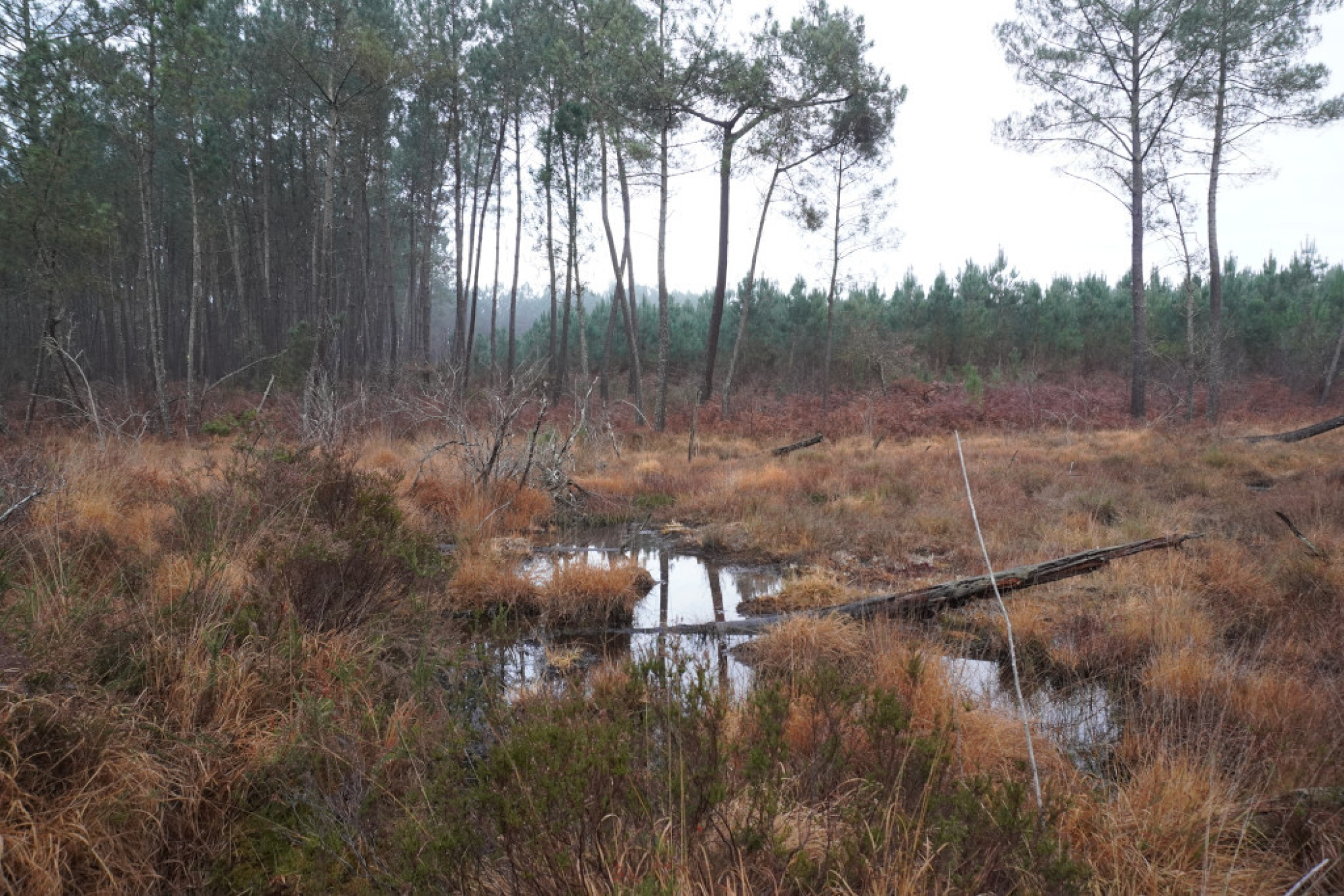 Journée mondiale des Zones Humides