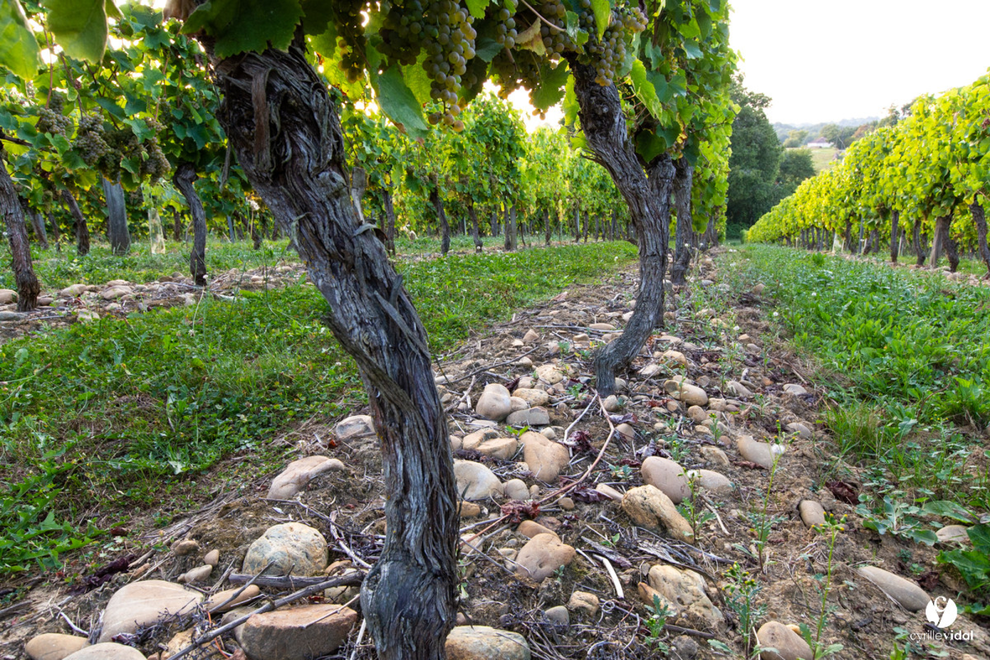 La cave des vignerons de Tursan