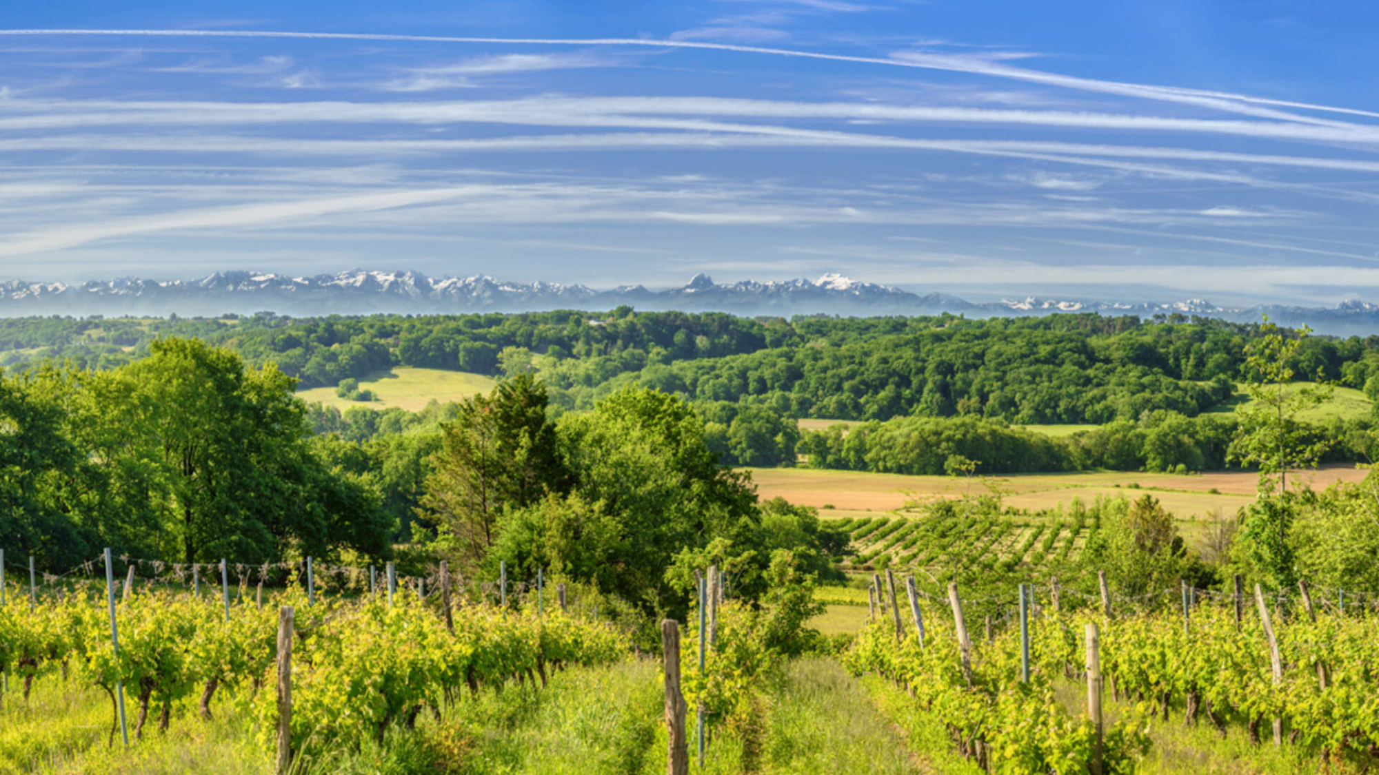 La cave des vignerons de Tursan
