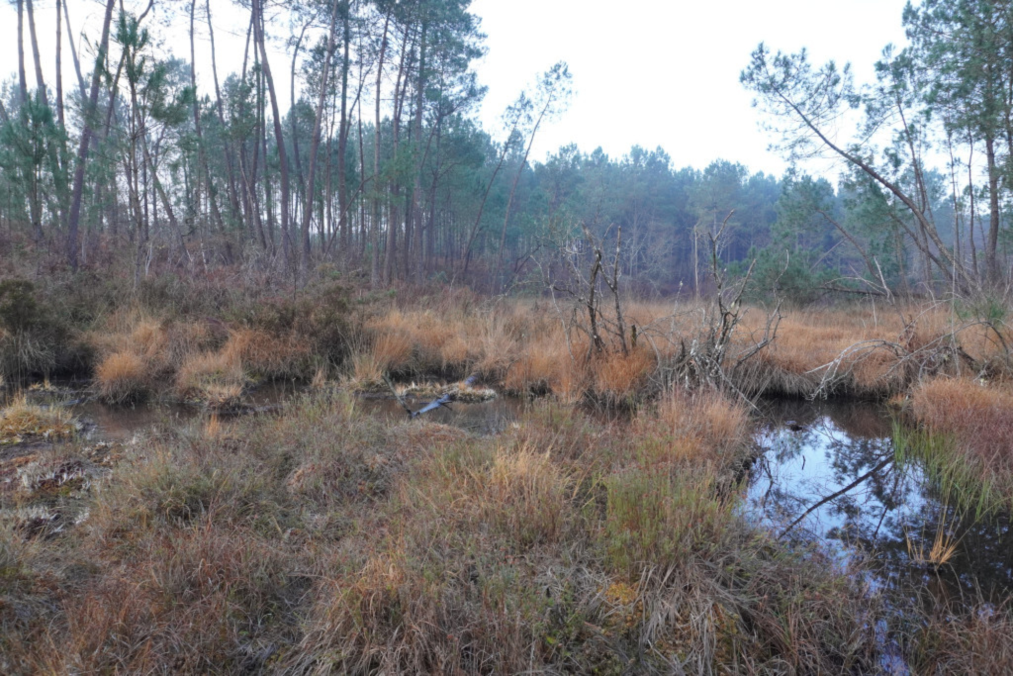 Journée mondiale des Zones Humides