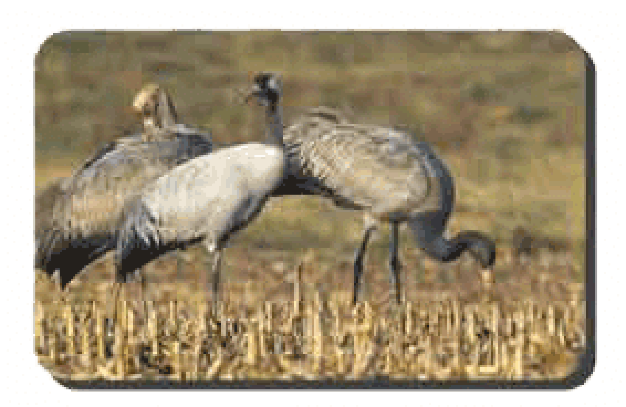 Réserve Naturelle Arjuzanx Tour d'observation