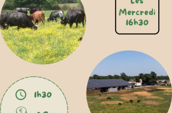 Visite de la ganaderia du Vert Galant 