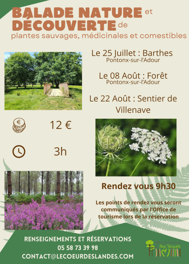 Balade nature et découverte des plantes : La forêt Landaise