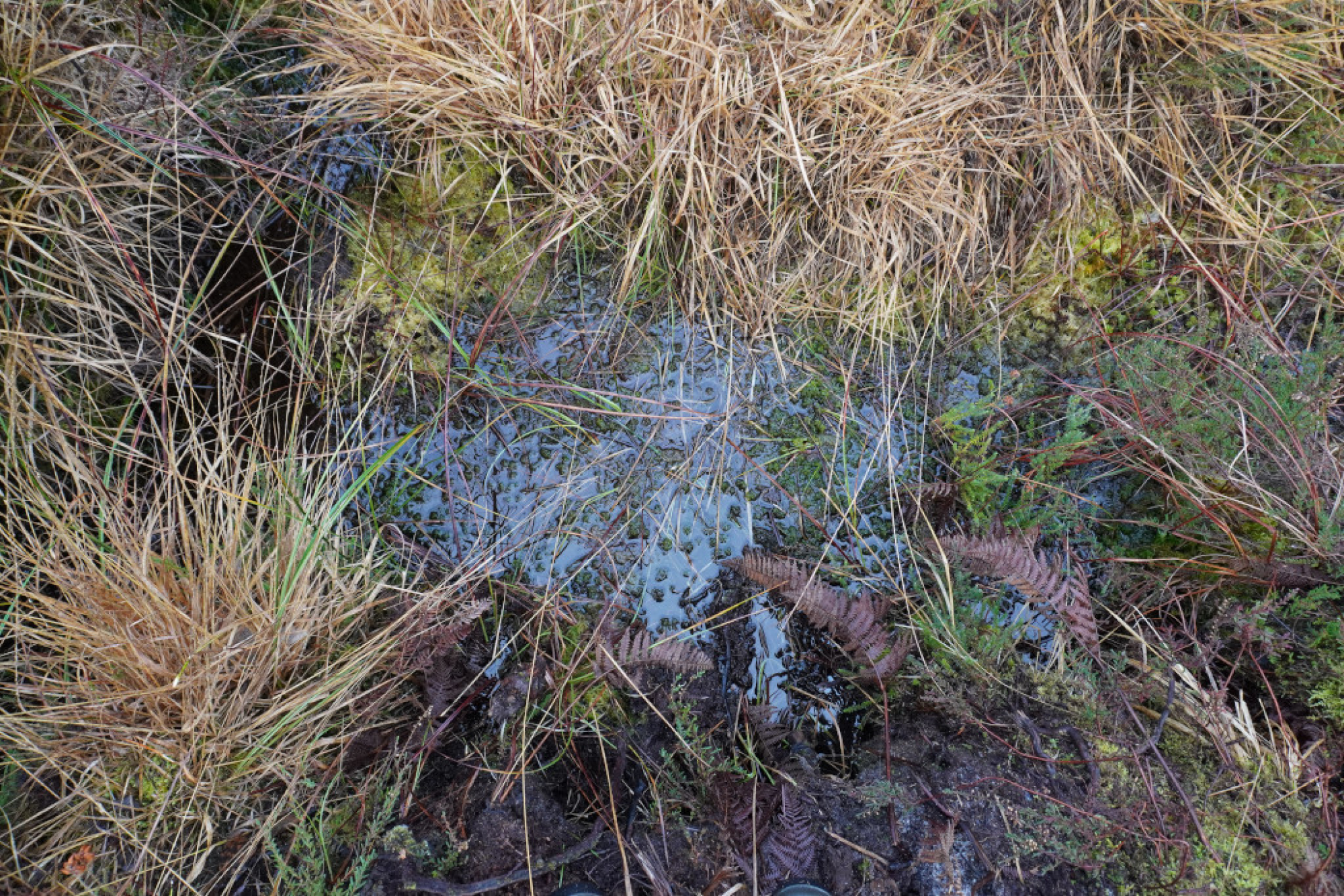 Journée mondiale des Zones Humides