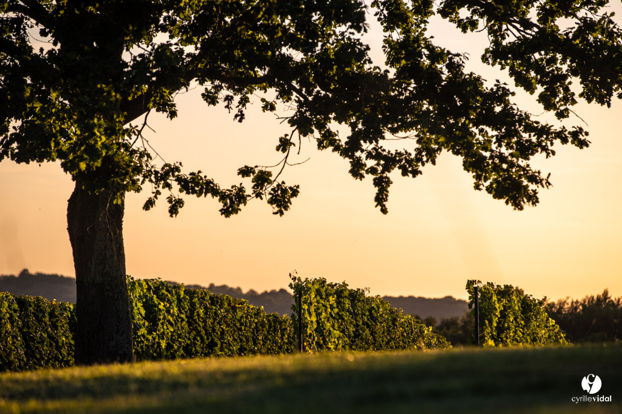 La cave des vignerons de Tursan