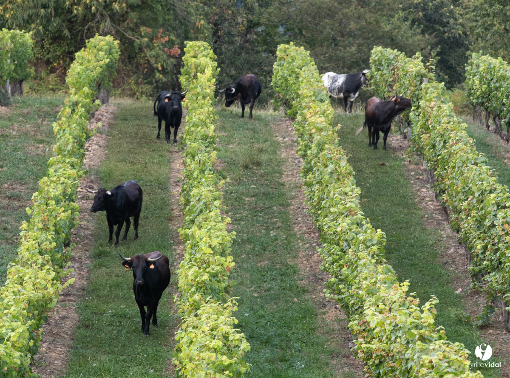 La cave des vignerons de Tursan