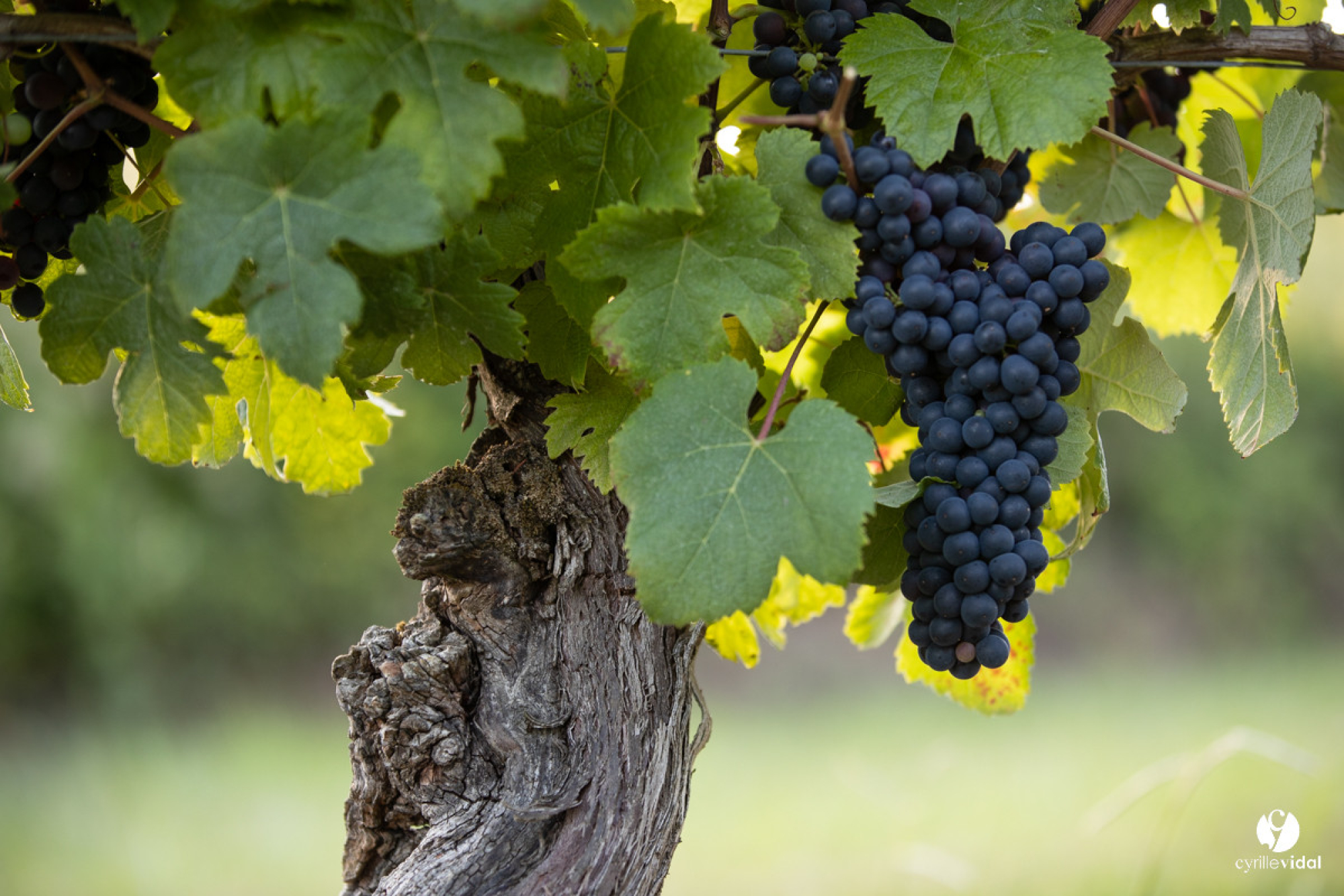La cave des vignerons de Tursan